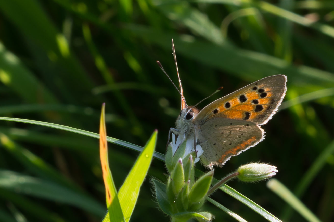 Kleine vuurvlinder