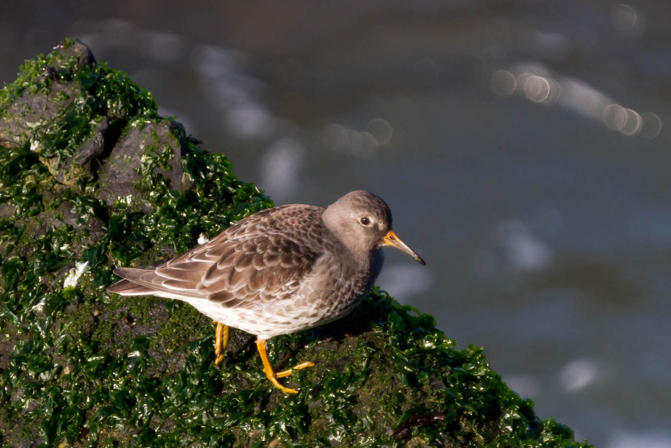 Paarse strandloper Paarse strandloper