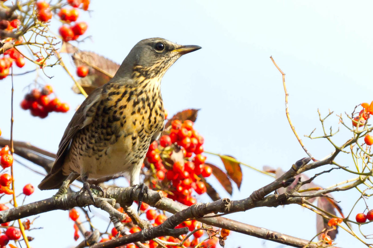 Kramsvogel Kramsvogel
