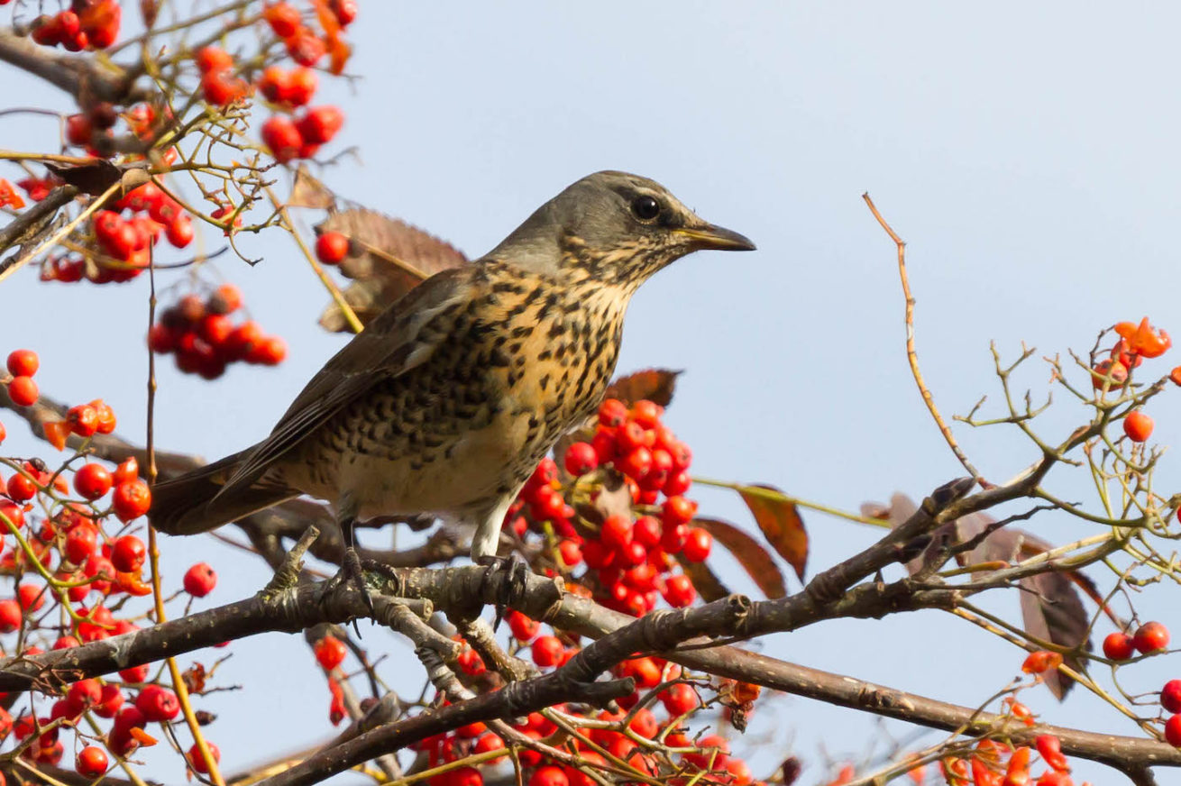 Kramsvogel Kramsvogel