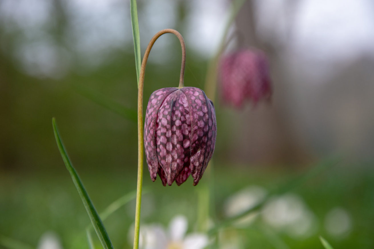 kievitsbloem kievitsbloem