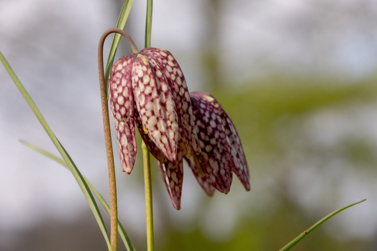 Kievitsbloem Kievitsbloem