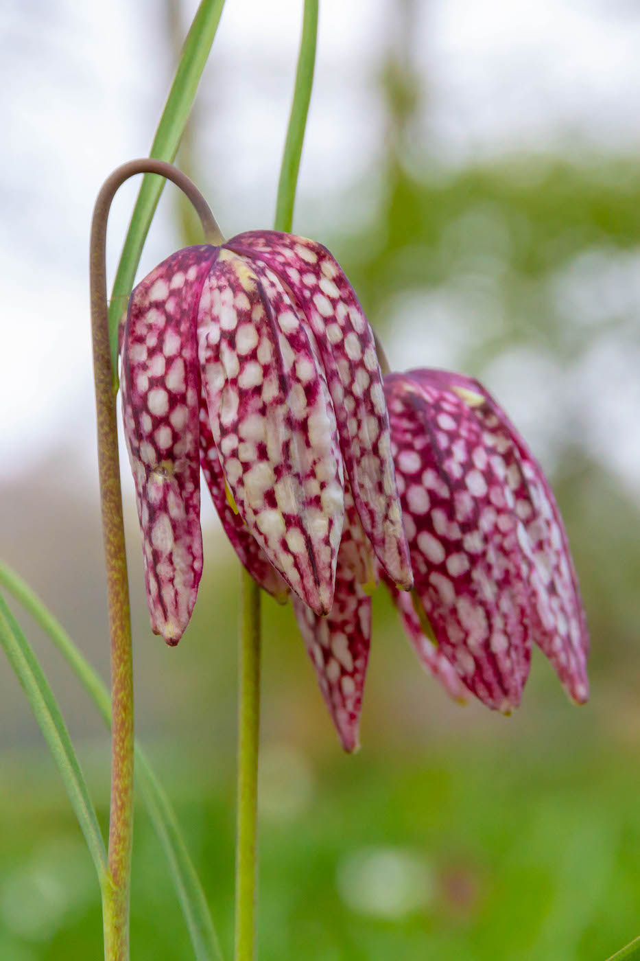 Kievitsbloem Kievitsbloem