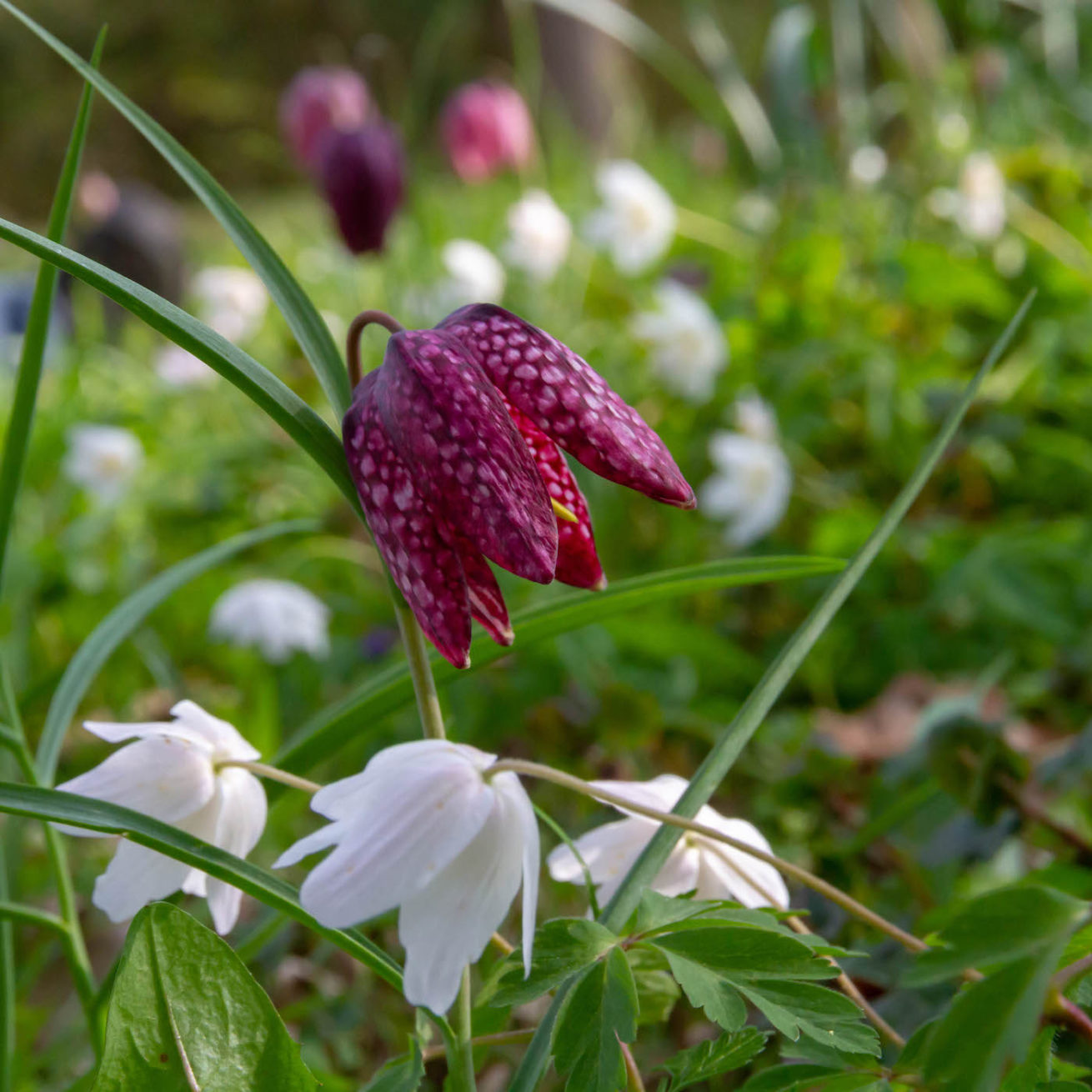 Kievitsbloem Kievitsbloem