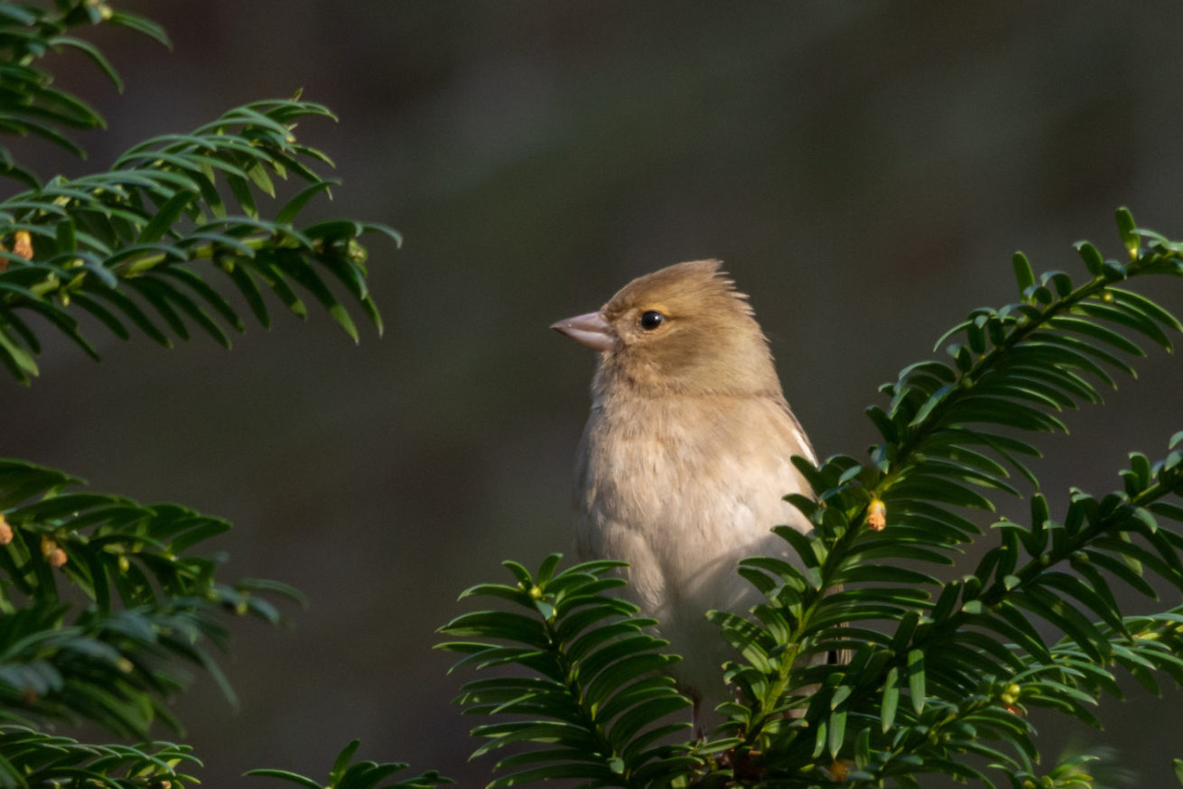 Vink