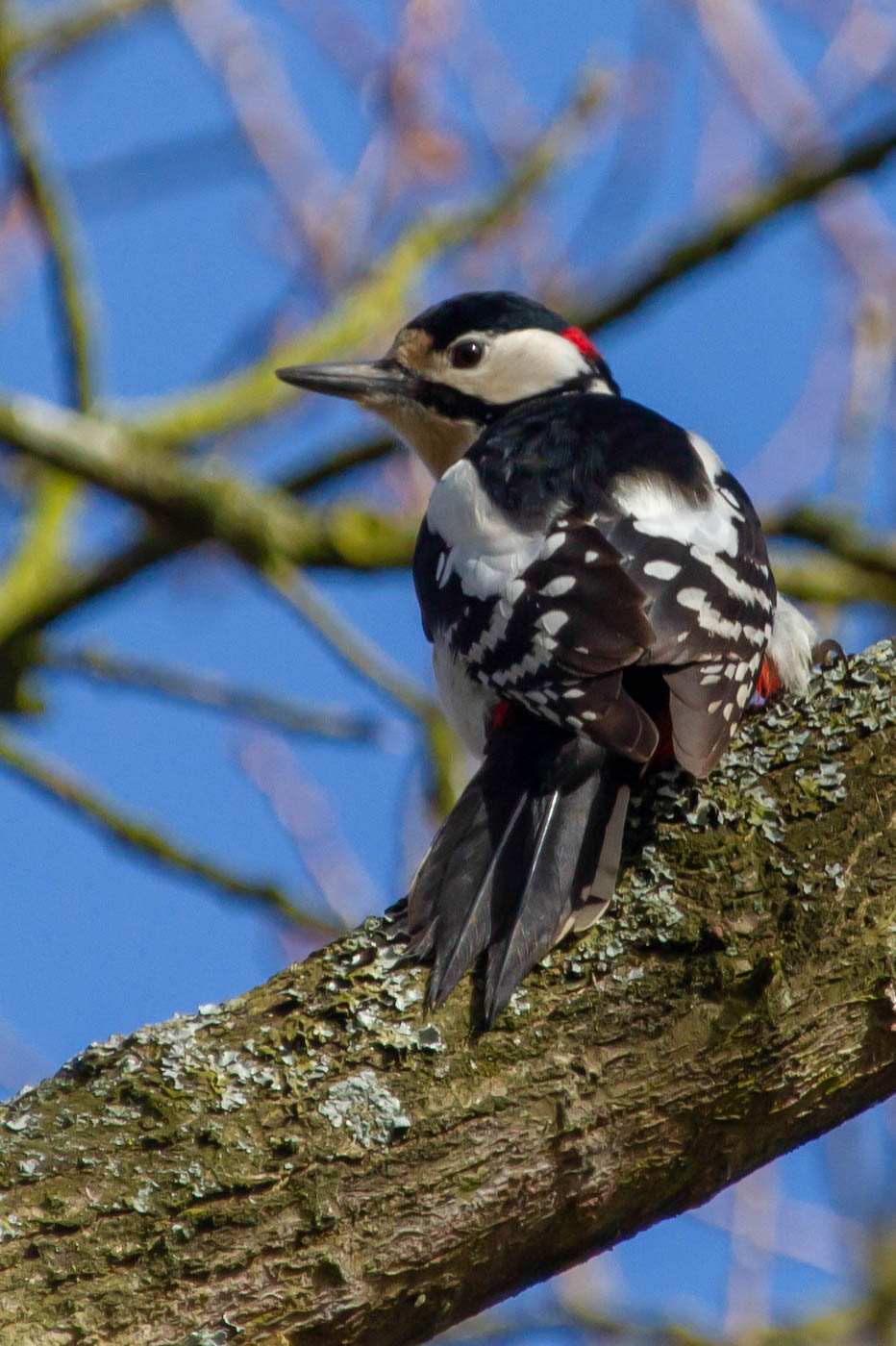 Grote bonte specht