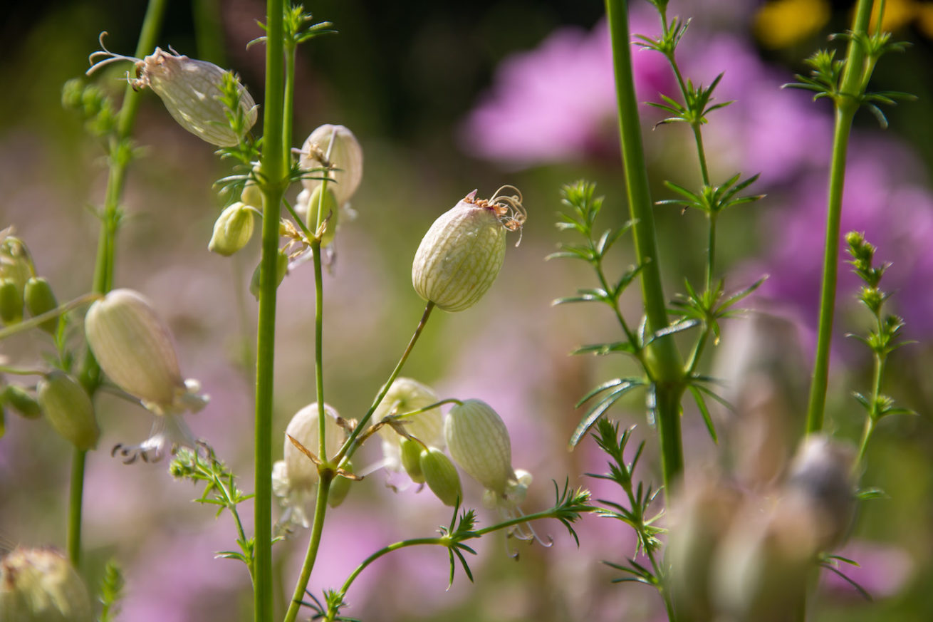 Blaassilene Blaassilene