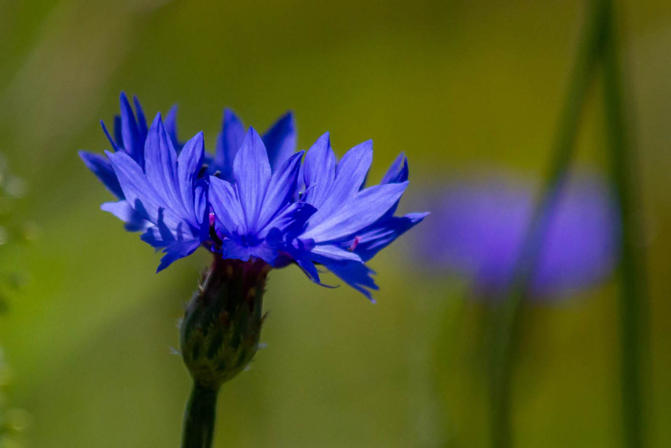 Korenbloem Korenbloem