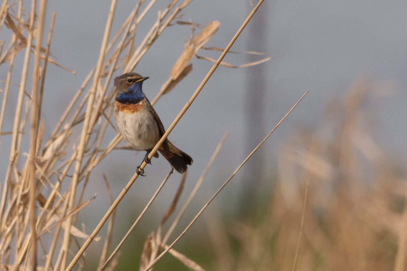 Blauwborst Blauwborst