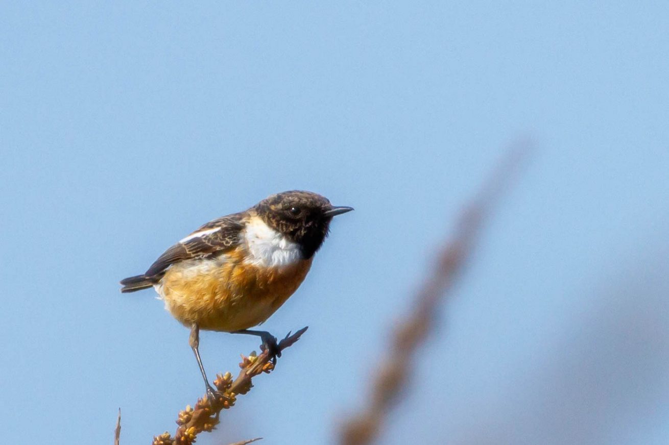 Roodborst Tapuit Roodborst Tapuit