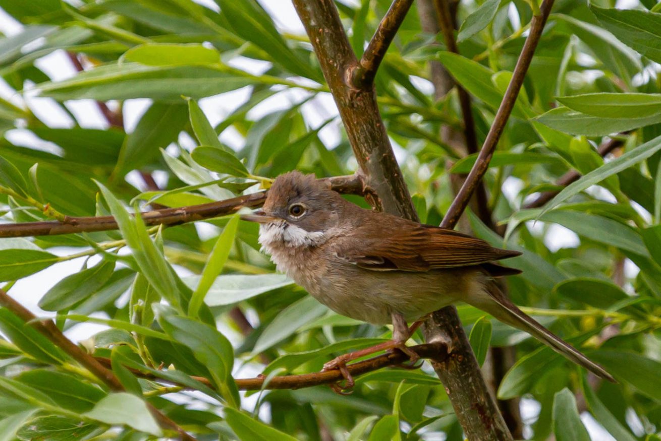 Grasmus Grasmus