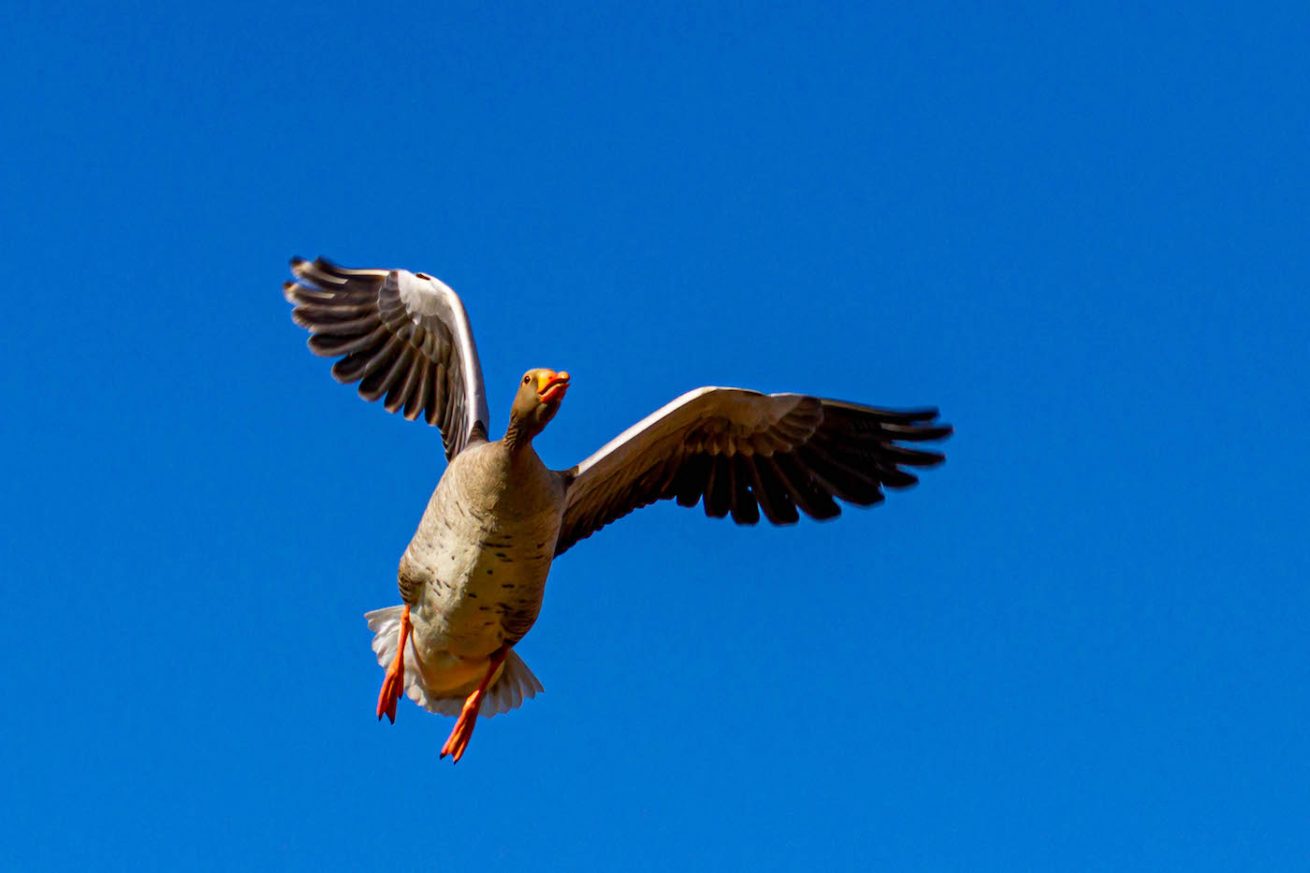 Grauwe Gans Grauwe Gans