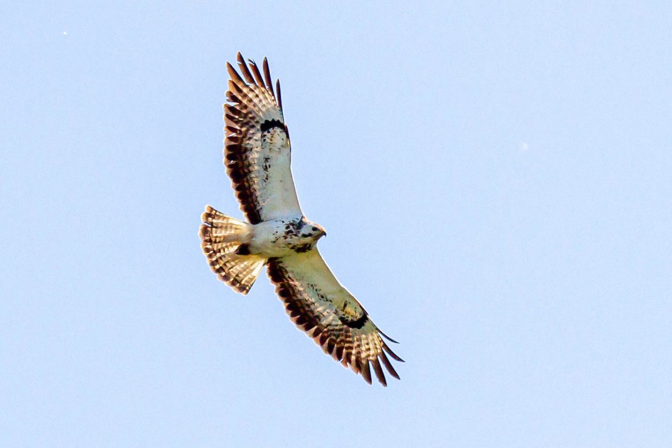 Buizerd Buizerd