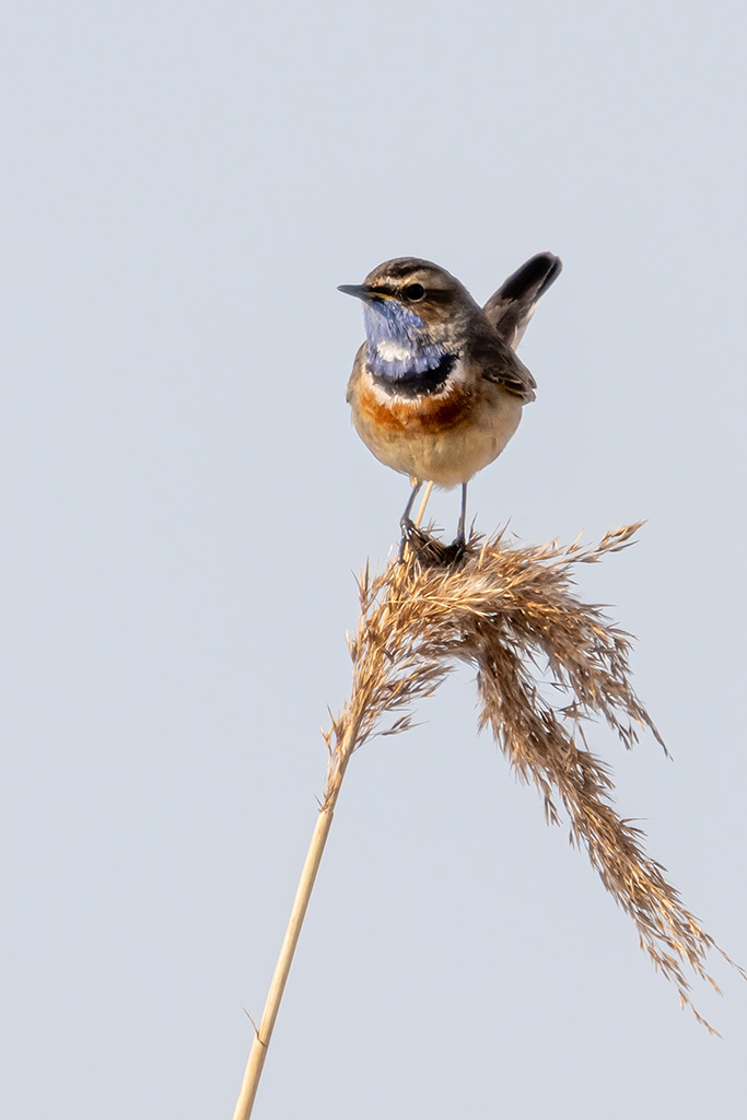 Blauwborst