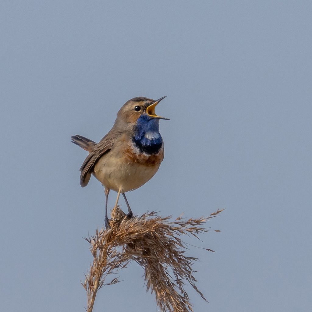 Blauwborst