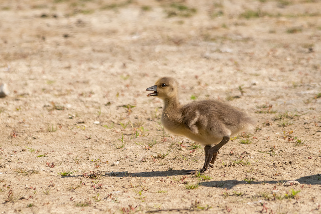 Jonge Gans