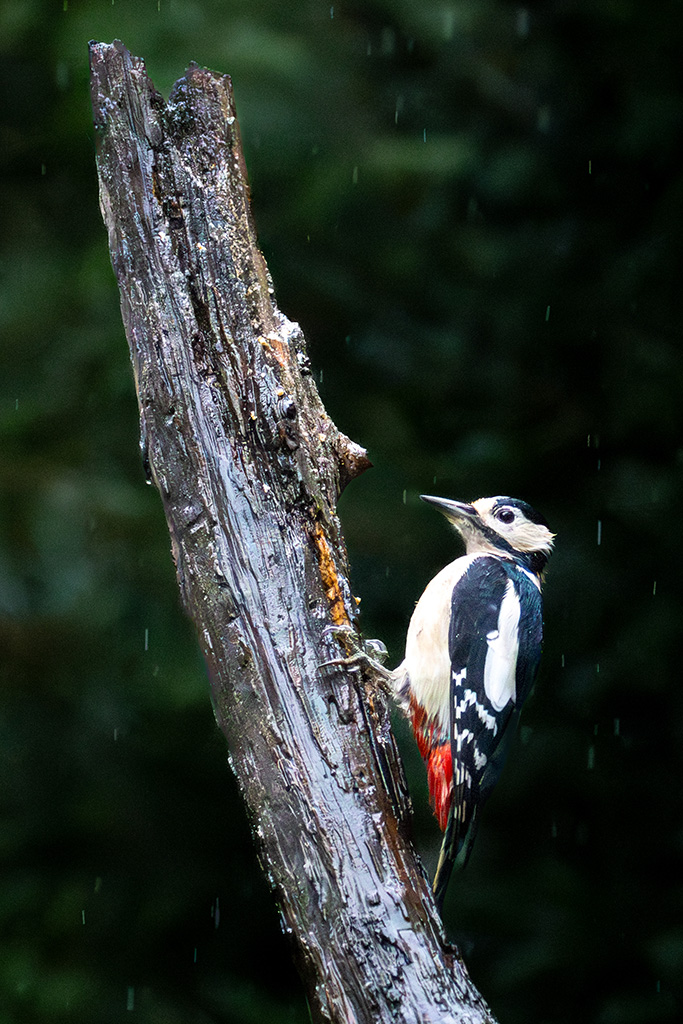 Grote bonte specht