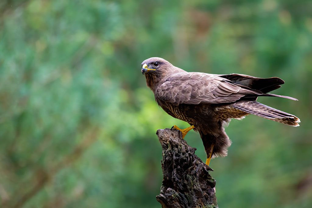 Buizerd